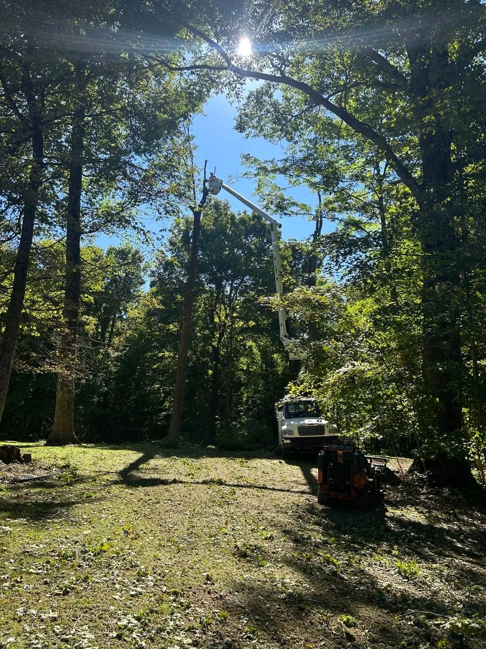 Select Tree Service project in Marengo