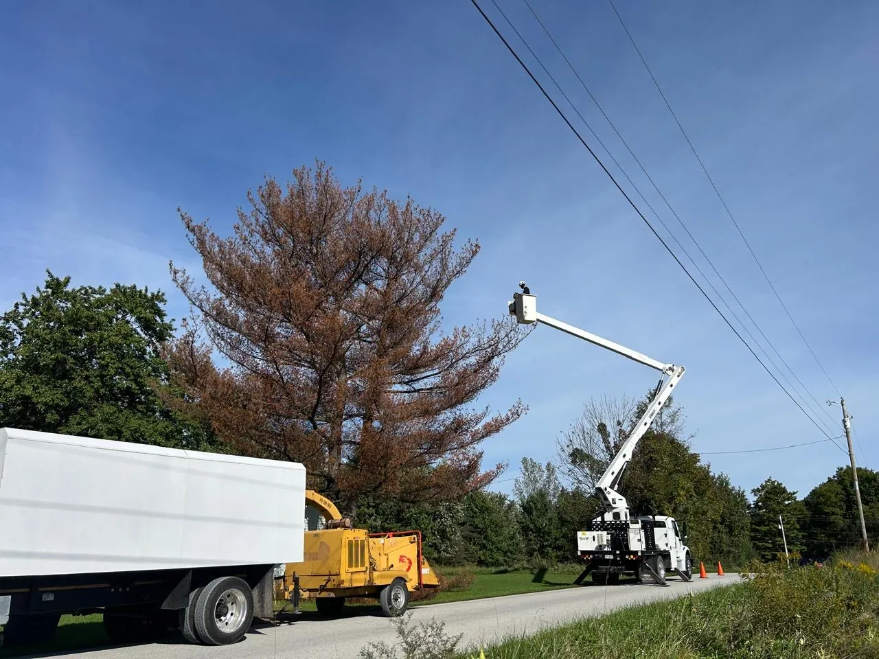Select Tree Service project in Marengo