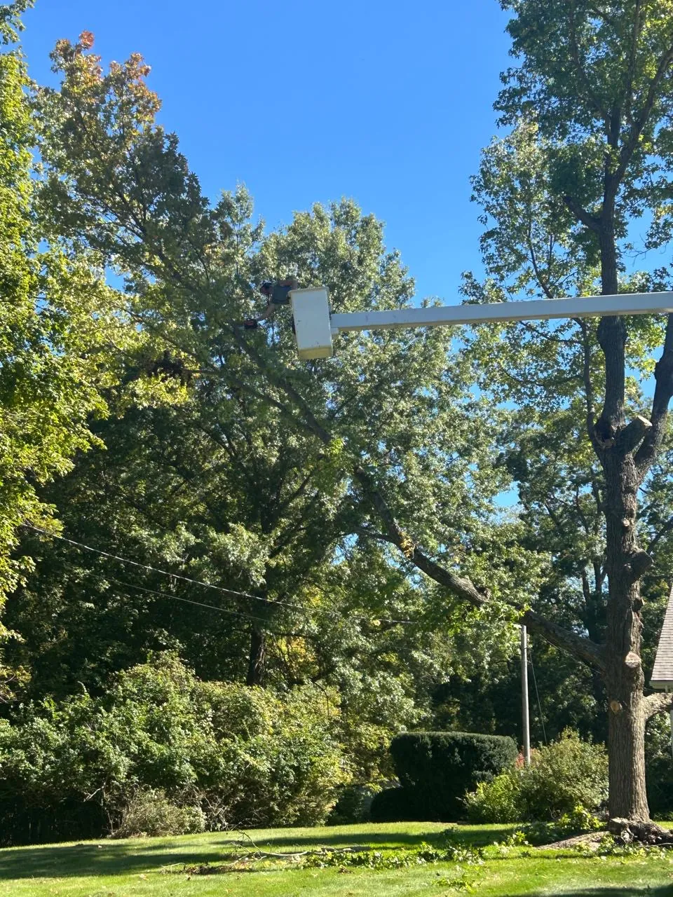 Select Tree Service project in Marengo